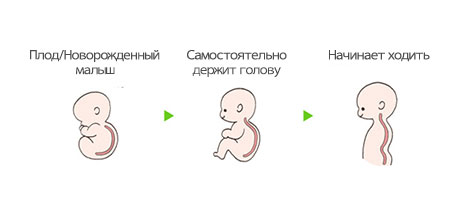 Новорожденный Стадия укрепления шейных мышц Стадия, когда ребенок начинает ходить