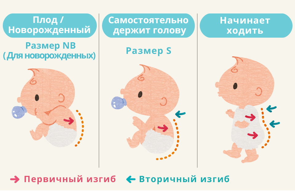 Плод / Новорожденный Для новорожденных Самостоятельно держит голову Размер S Начинает ходить Первичный изгиб Вторичный изгиб 